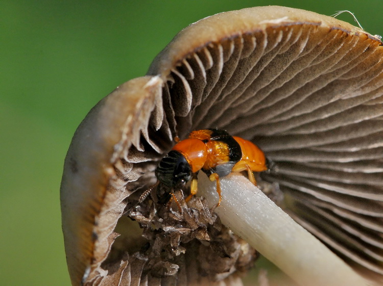 Qualcosa ancora c''è.... Oxyporus rufus